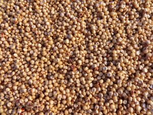 sorghum, jowar, seeds, hubli, india, crop, food, plant, natural, botanical, organic, botany, nature, agriculture, outdoors, environment, horticulture, vegetation, brown vegetables