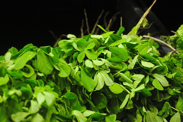 fenugreek, methi, fresh, green, indian, nature, leaf, asian, vegetable, white, healthy, food, wooden, tasty, selective, traditional