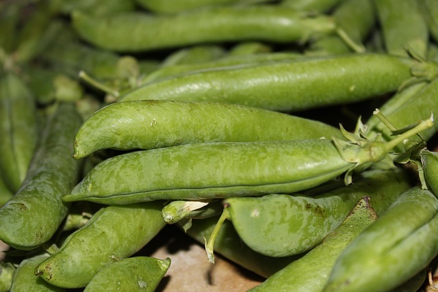 green peas, pea, cultivation, huerta, harvest, green, orchard, farming, vegetable, healthy, vegetables, nutrition, green peas, green peas, green peas, green peas, green peas, pea, pea, pea, pea