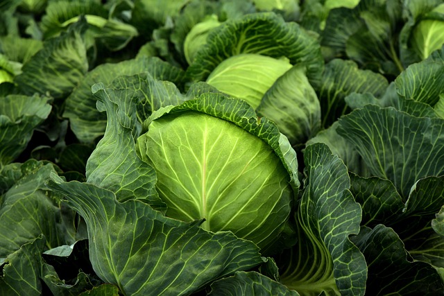 cabbage, herb, white cabbage, cultivation, vegetables, healthy, vitamins, winter vegetables, vegan, vegetarian, cabbage field, green, food, agriculture, nature, vegetable cabbage, leaves, fresh