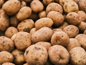 Close-up of freshly harvested potatoes with earthy tones, ideal for agriculture themes.
