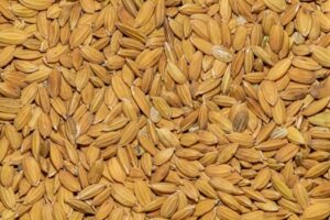 Close-up shot of abundant fresh paddy rice seeds showcasing natural texture and rich brown color.