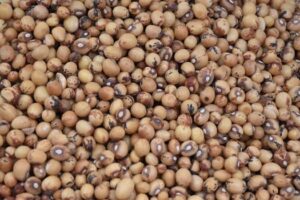 Detailed image of raw brown soybeans, ideal for culinary and agricultural themes.