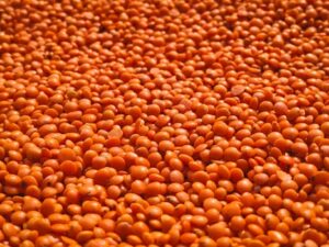 Close-up view of vivid orange lentils creating a textured, rich earthy background.