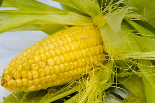 Vibrant yellow corn on the cob with green husks, perfect for summer meals and nutritious snacks.