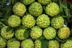 Cluster of green custard apples with lush leaves highlighting exotic tropical fruit texture.